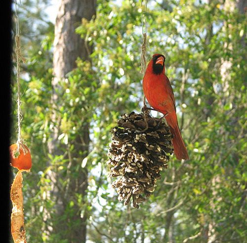 Name:  make-birdfeeders-title-main_Full.jpg
Views: 7928
Size:  65.1 KB