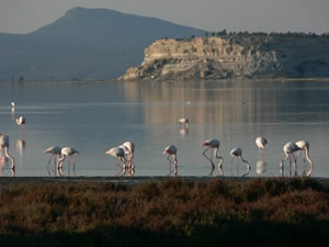 Name:  gediz.jpg
Views: 2005
Size:  13.6 KB