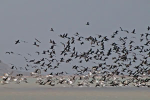 Name:  sukusu.jpg
Views: 2035
Size:  14.2 KB