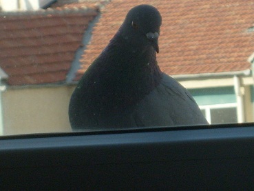 Name:  kus2.JPG
Views: 7158
Size:  65.0 KB
