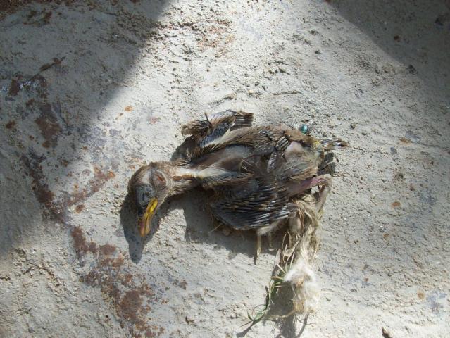 Name:  100_2623.jpg
Views: 18322
Size:  69.8 KB