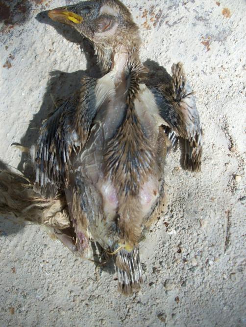 Name:  100_2625.jpg
Views: 9045
Size:  75.3 KB