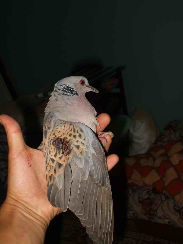 Name:  4.JPG
Views: 11516
Size:  26.1 KB