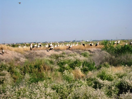 Name:  013.JPG
Views: 1875
Size:  63.9 KB