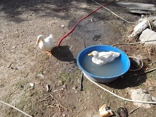 Name:  DSCF0200~1.jpg
Views: 676
Size:  38.5 KB
