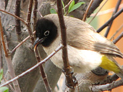 Name:  arap blbl.jpg
Views: 9746
Size:  17.8 KB