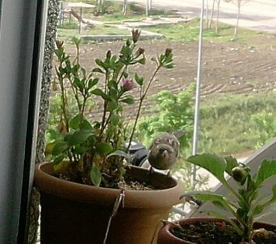 Name:  P130512_08.37_[01] - Kopya.jpg
Views: 858
Size:  30.9 KB