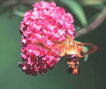 Name:  D-moth26d.jpg
Views: 11658
Size:  18.0 KB