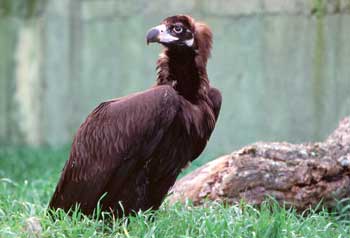 Name:  Sakall akbaba.jpg
Views: 2577
Size:  11.4 KB