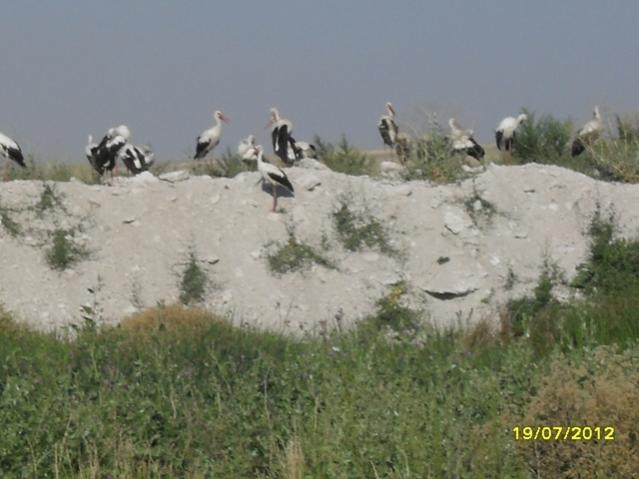 Name:  016.jpg
Views: 1578
Size:  39.3 KB