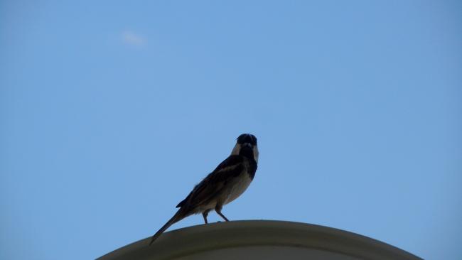 Name:  DSCN3734.jpg
Views: 1094
Size:  8.6 KB