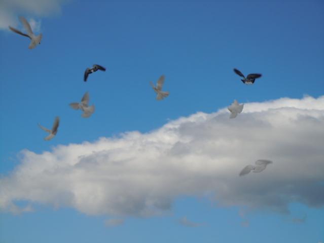 Name:  DSCN1913.jpg
Views: 1184
Size:  13.2 KB