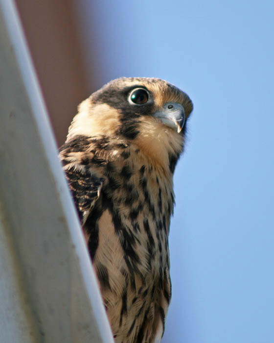 Name:  IMG_9759.JPG
Views: 1762
Size:  53.8 KB