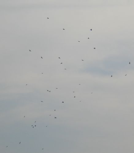 Name:  IMG_8749.jpg
Views: 1019
Size:  9.3 KB