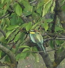 Name:  IMG_8793.jpg
Views: 865
Size:  20.4 KB