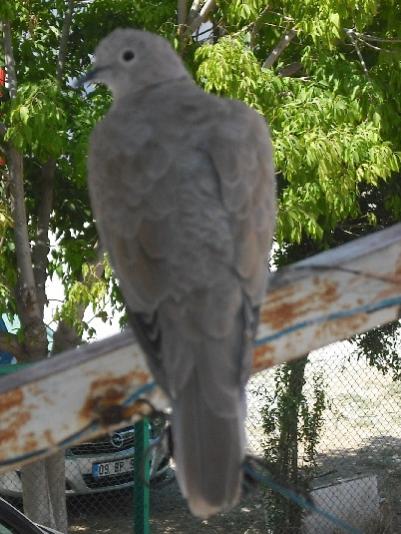 Name:  DSCF0017.jpg
Views: 1707
Size:  46.2 KB