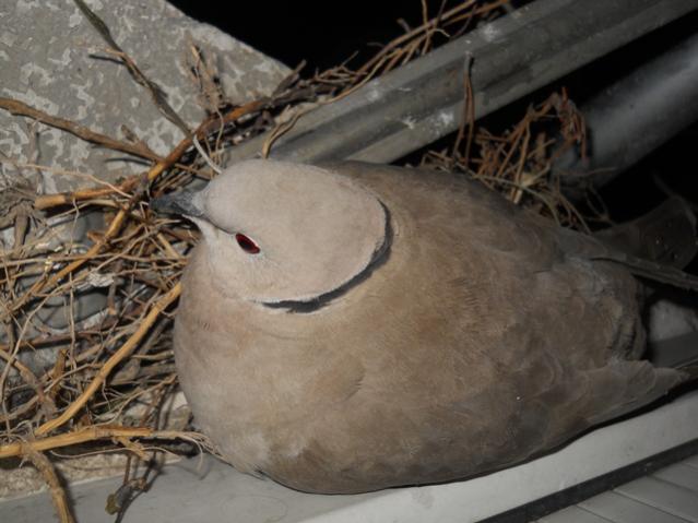 Name:  DSCN6657.jpg
Views: 2012
Size:  43.0 KB