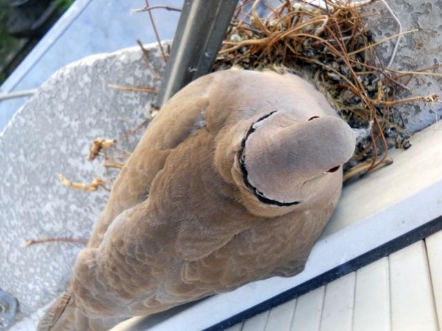 Name:  DSCN7033.jpg
Views: 2054
Size:  47.0 KB
