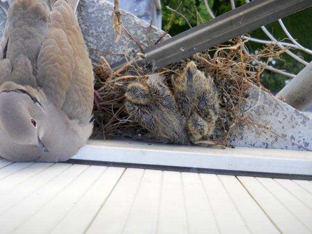 Name:  DSCN7035.jpg
Views: 1581
Size:  46.0 KB