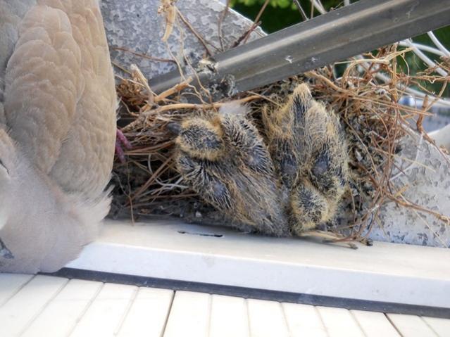 Name:  DSCN7036.jpg
Views: 1552
Size:  51.8 KB