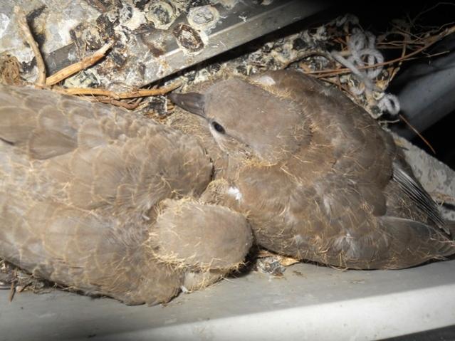 Name:  DSCN7116.jpg
Views: 1527
Size:  51.9 KB