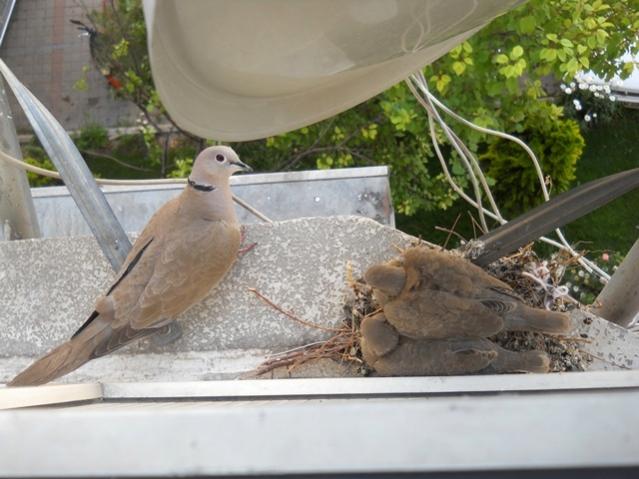 Name:  DSCN7150.jpg
Views: 1597
Size:  47.2 KB