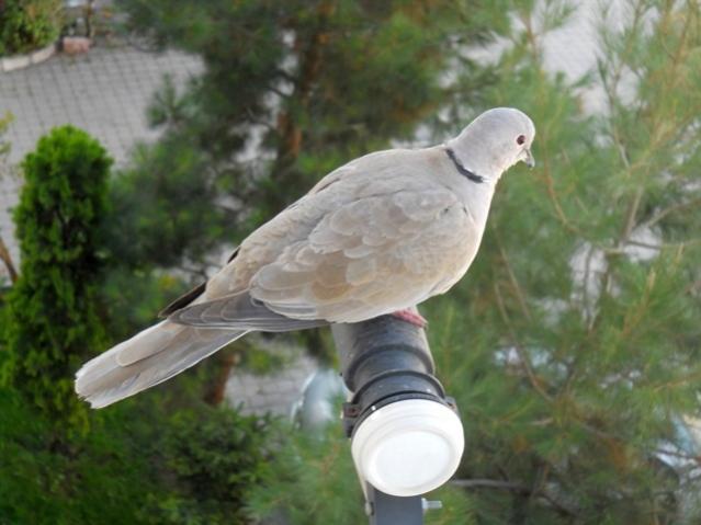 Name:  DSCN8041.jpg
Views: 1509
Size:  38.2 KB
