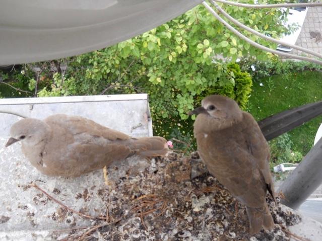 Name:  DSCN8302.jpg
Views: 1557
Size:  57.8 KB