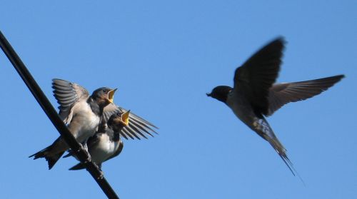 Name:  IMG_0127.jpg
Views: 603
Size:  18.7 KB