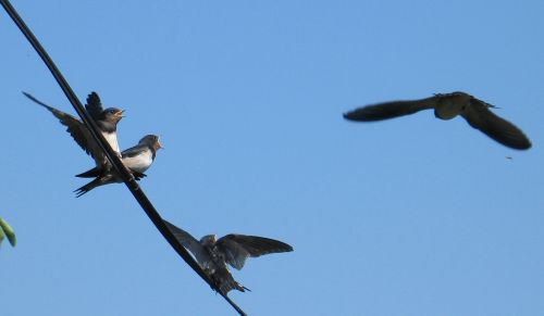 Name:  IMG_0128.jpg
Views: 624
Size:  14.8 KB