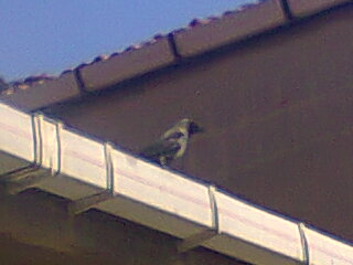 Name:  Dii kargamz.jpg
Views: 511
Size:  14.8 KB