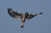 Name:  alaca_yalicapkini_ali%20murtaza_dogan.jpg
Views: 3193
Size:  2.4 KB