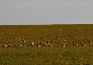 Name:  sociable_plover_01.jpg
Views: 1865
Size:  27.5 KB