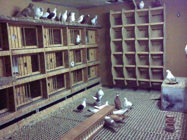 Name:  16042009122.jpg
Views: 50869
Size:  69.4 KB