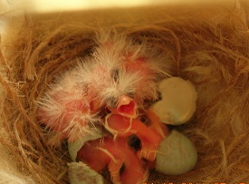 Name:  ampiyonun yavrular kyor...jpg
Views: 5595
Size:  31.4 KB