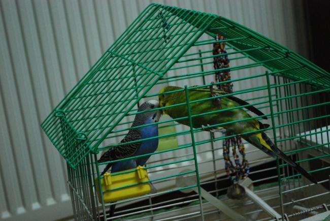 Name:  DSC_3254.jpg
Views: 844
Size:  50.5 KB