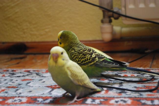 Name:  DSC_3326.jpg
Views: 903
Size:  36.3 KB