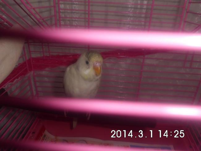 Name:  CIMG5117.jpg
Views: 1276
Size:  28.0 KB