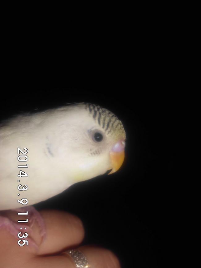 Name:  CIMG5225.jpg
Views: 18395
Size:  23.2 KB