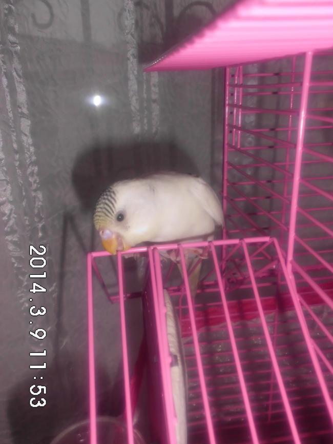 Name:  CIMG5239.jpg
Views: 18280
Size:  51.9 KB
