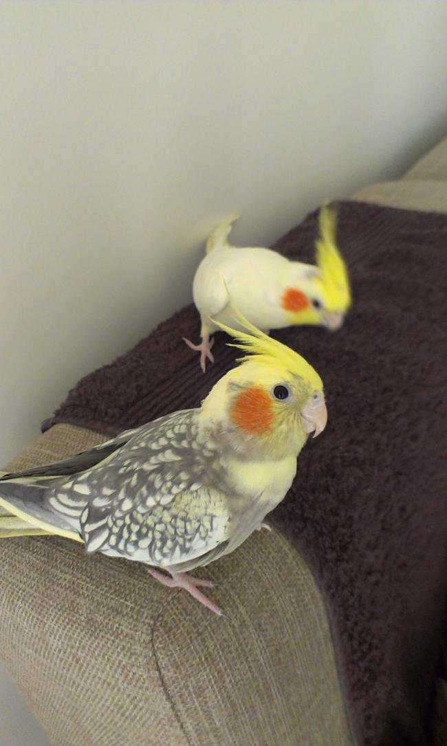Name:  2015-01-03 12.20.47.jpg
Views: 2403
Size:  65.1 KB