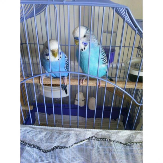 Name:  PhotoGrid_1432123938498.jpg
Views: 565
Size:  60.8 KB