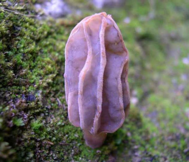 Name:  Morchella_Anatolica.jpg
Views: 60316
Size:  47.3 KB