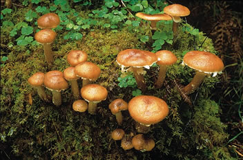 Name:  Armillaria_bulbosa.jpg
Views: 61141
Size:  35.6 KB