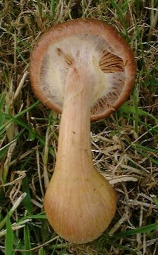 Name:  ArmillariaBulbosa.JPG
Views: 57023
Size:  26.1 KB