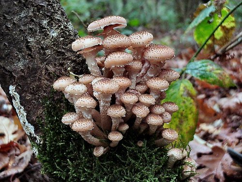 Name:  Armillaria_Ostoyae_.jpg
Views: 64103
Size:  69.9 KB