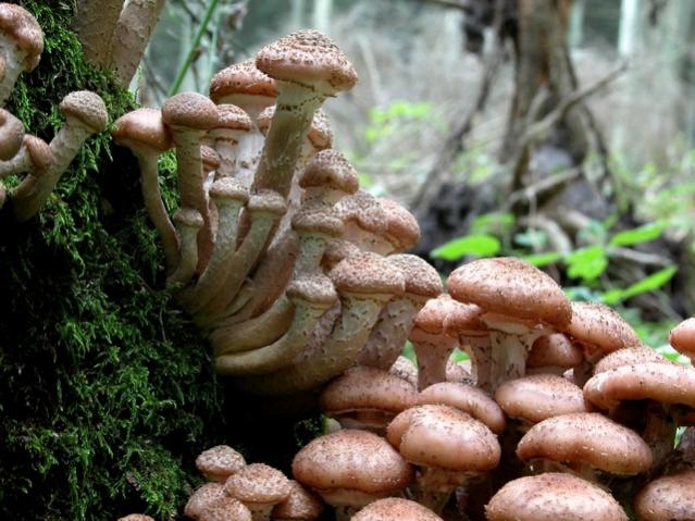 Name:  JCS Armillaria ostoyae 13062.jpg
Views: 69683
Size:  58.3 KB