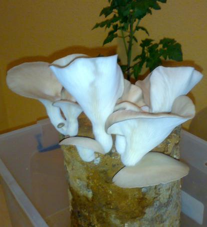 Name:  07062011048.jpg
Views: 1088
Size:  43.5 KB