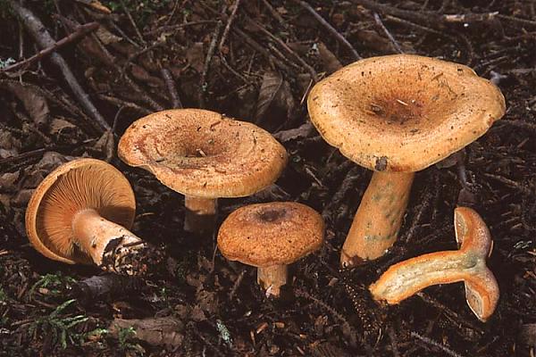 Name:  Lactarius_deterrimus.jpg
Views: 116377
Size:  57.0 KB