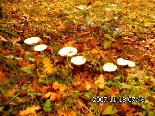 Name:  New_IMG226.jpg
Views: 11120
Size:  63.9 KB